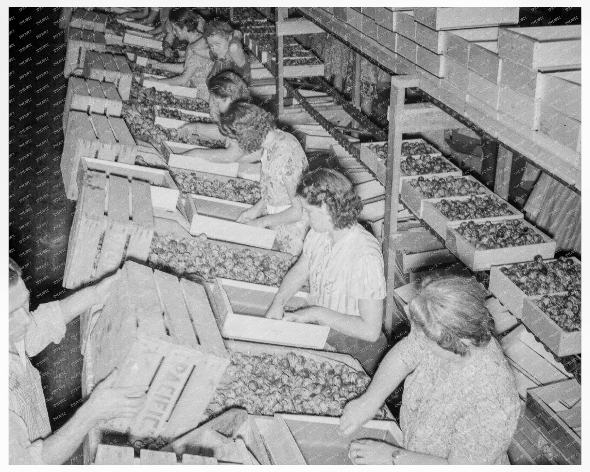 1939 Vintage Yakima Prune Packing Workers at Night - Available at KNOWOL