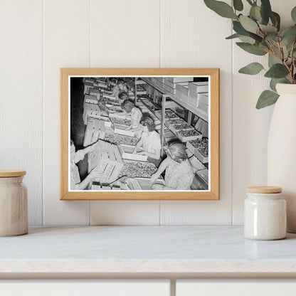 1939 Vintage Yakima Prune Packing Workers at Night - Available at KNOWOL