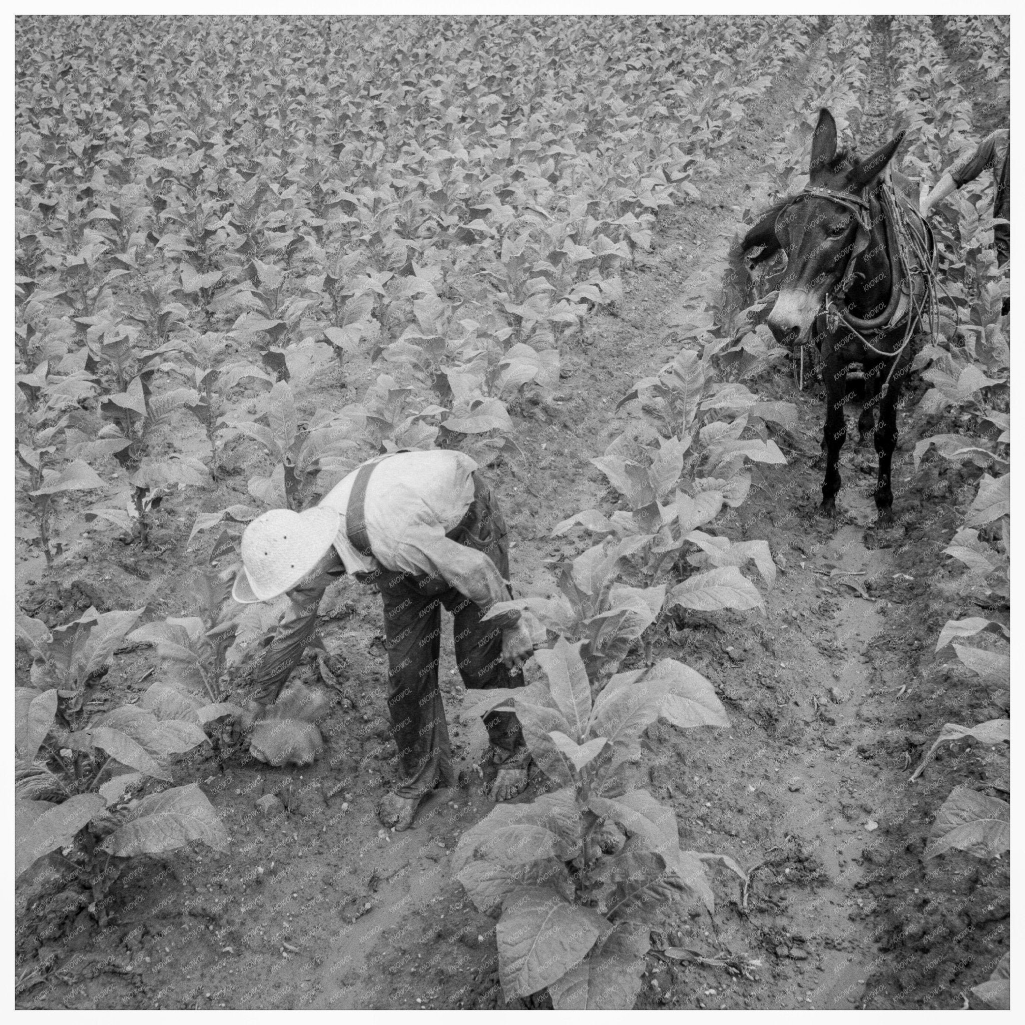 1939 White Sharecropper Priming Tobacco in North Carolina - Available at KNOWOL