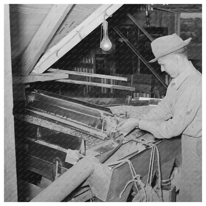 1939 Worker Adjusting Peanut Grader in Texas Plant - Available at KNOWOL