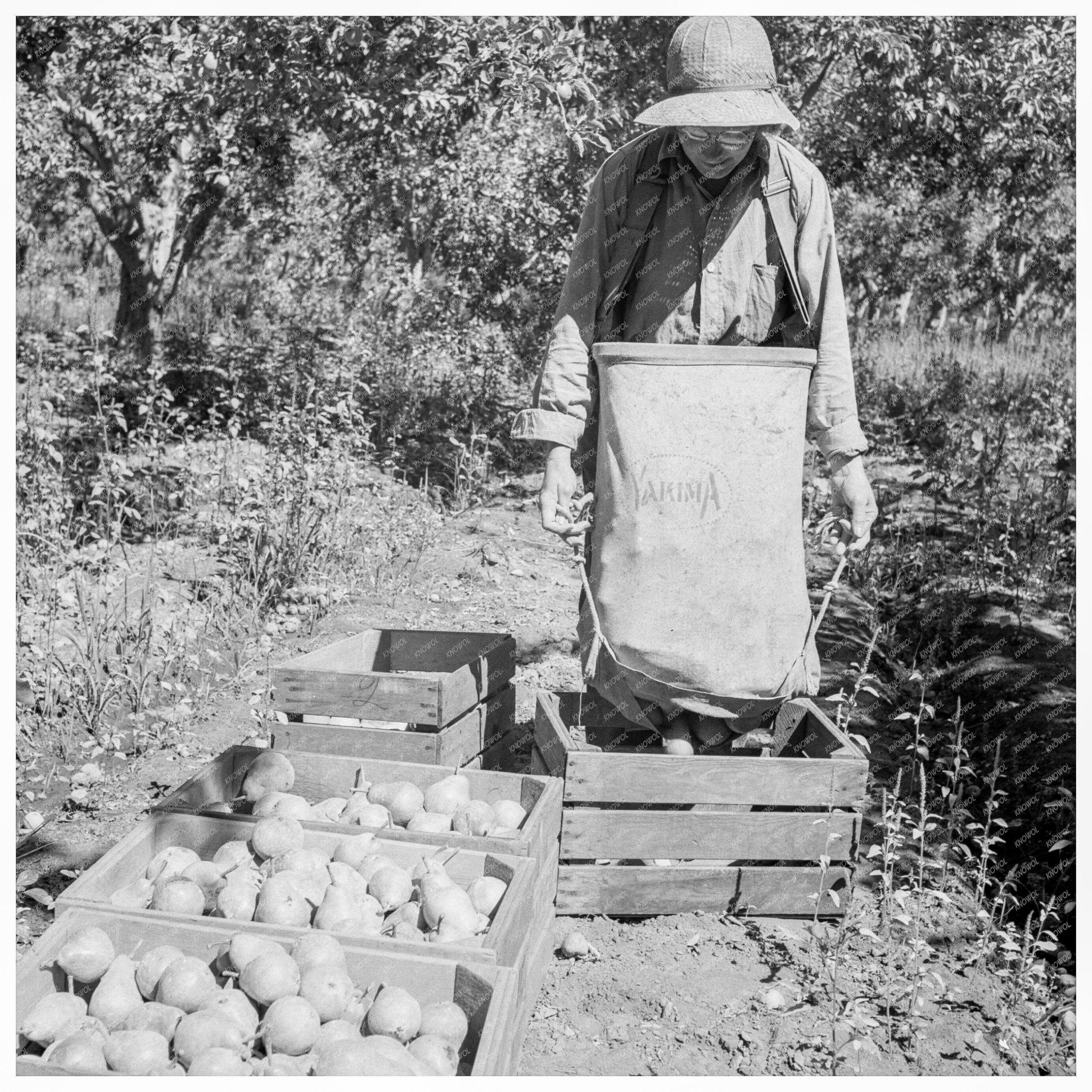 1939 Worker Unloading Pears in Yakima Valley Washington - Available at KNOWOL