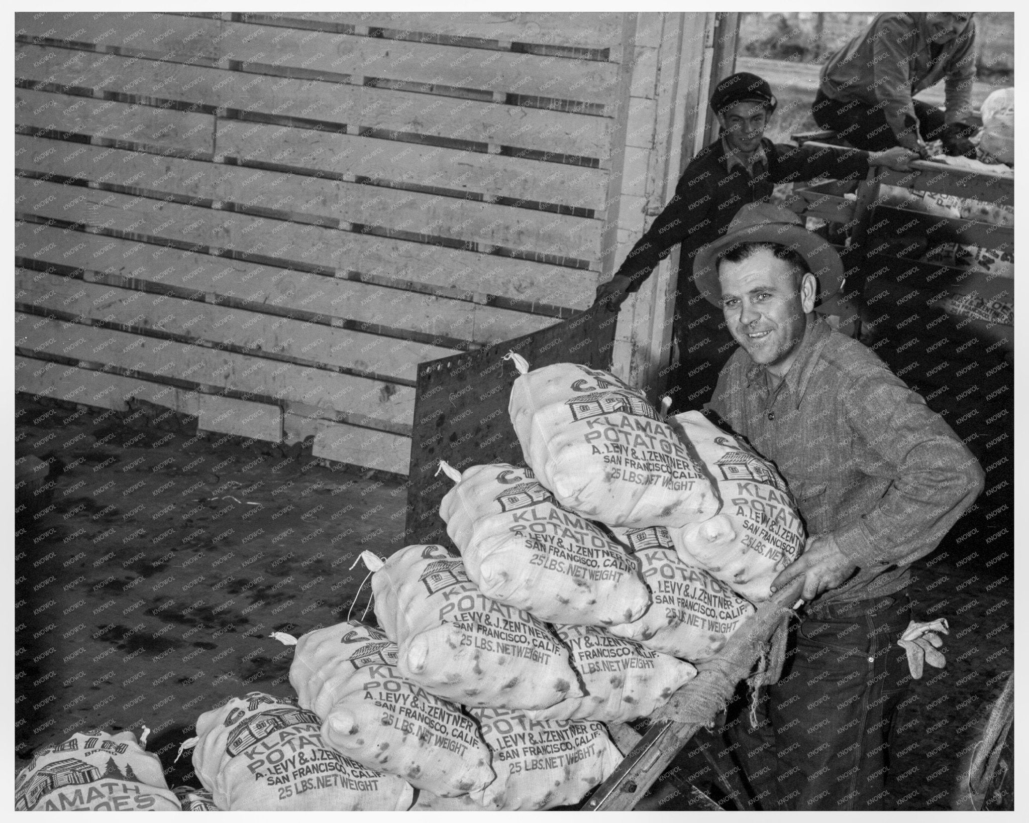 1939 Workers Loading Potatoes in Tulelake California - Available at KNOWOL