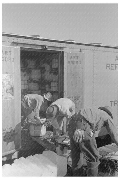 1939 Workers Loading Spinach in La Pryor Texas - Available at KNOWOL