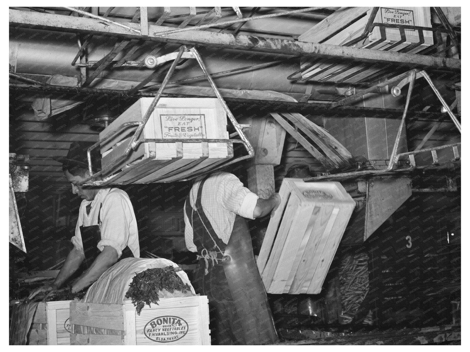 1939 Workers Packing Carrots at Elsa Texas Vegetable Plant - Available at KNOWOL