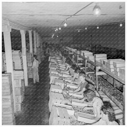 1939 Workers Packing Fresh Prunes at Night in Yakima - Available at KNOWOL