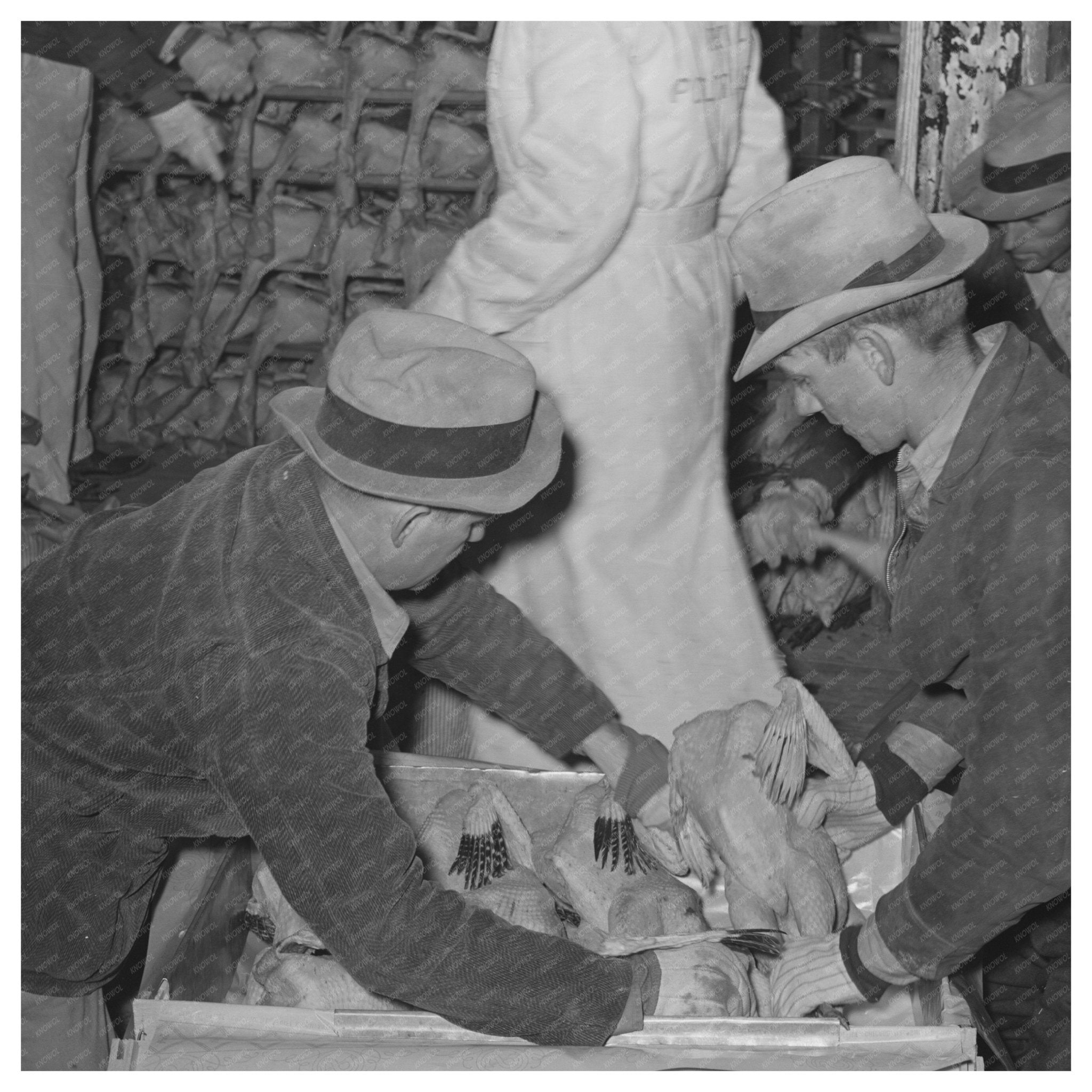 1939 Workers Packing Turkeys at Brownwood Cold Storage - Available at KNOWOL