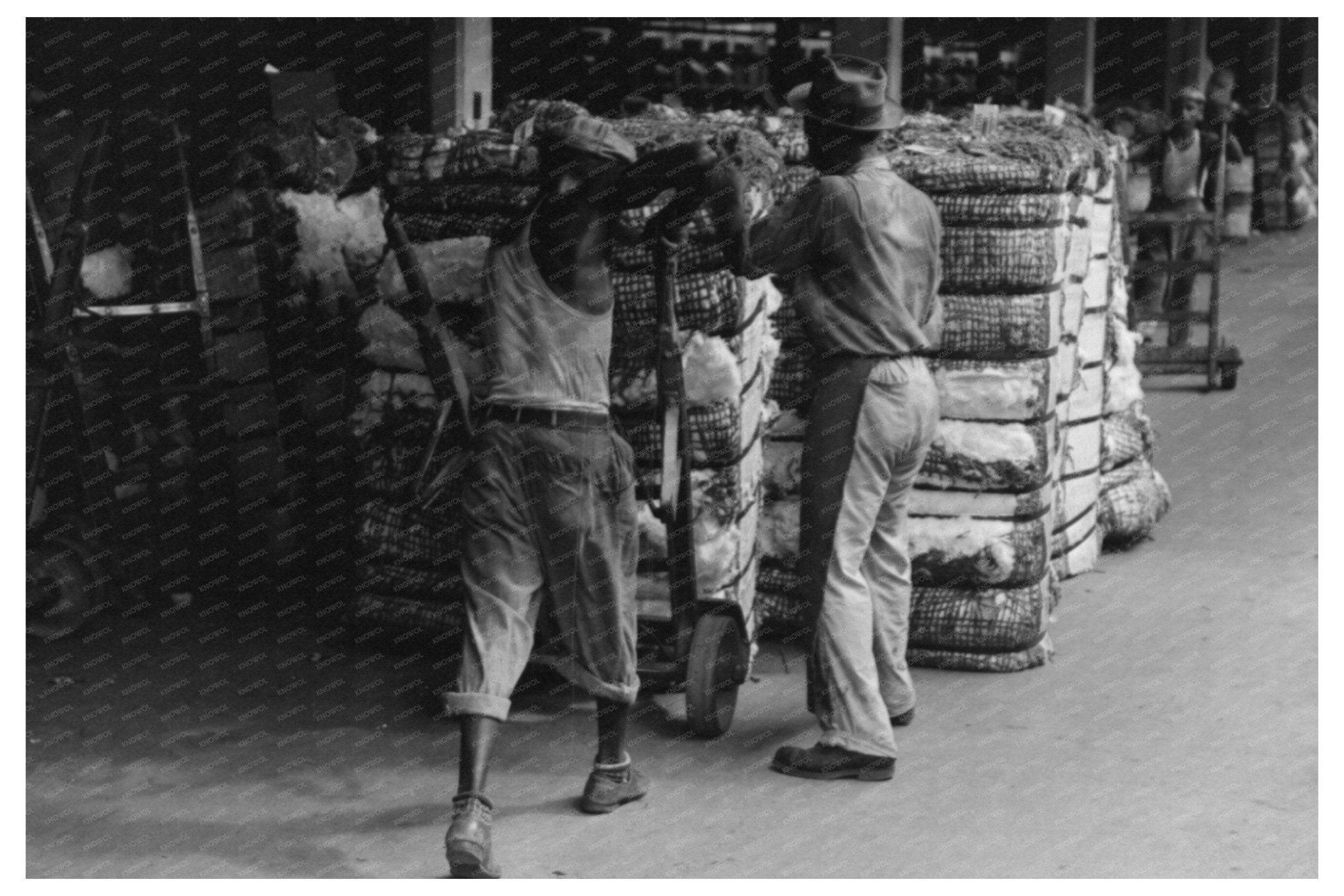 1939 Workers Using Grappling Hooks on Cotton Bale in Texas - Available at KNOWOL