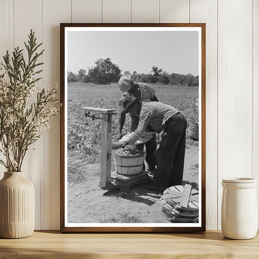 1939 Workers Weighing String Beans in Muskogee County Oklahoma - Available at KNOWOL