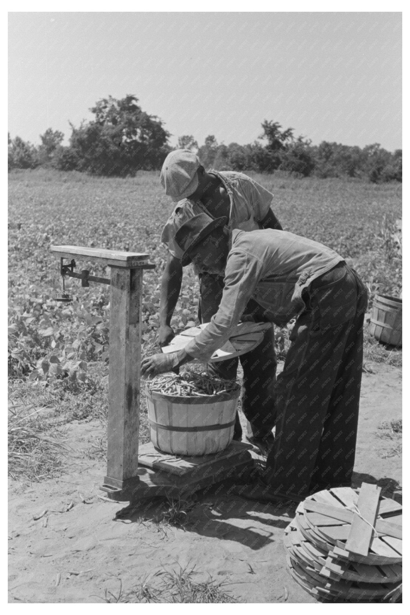 1939 Workers Weighing String Beans in Muskogee County Oklahoma - Available at KNOWOL