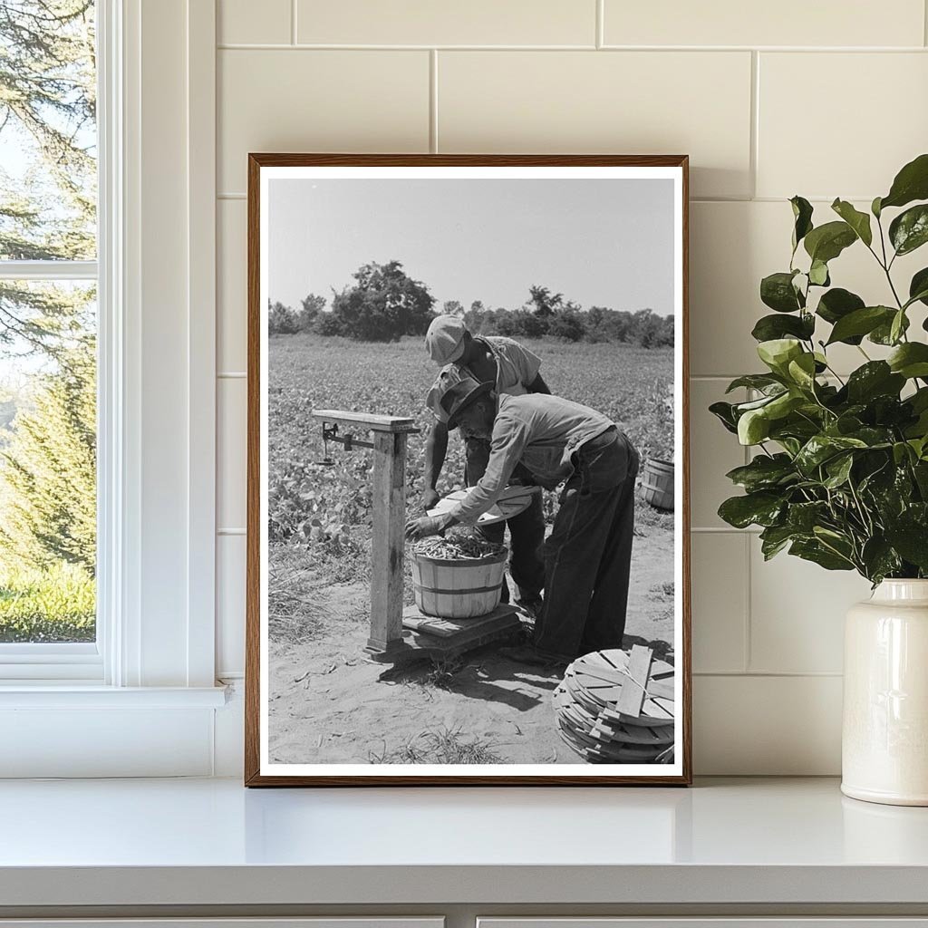 1939 Workers Weighing String Beans in Muskogee County Oklahoma - Available at KNOWOL