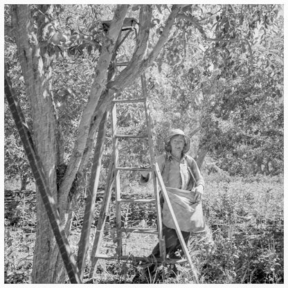 1939 Yakima Valley Pear Harvesting Process Image - Available at KNOWOL