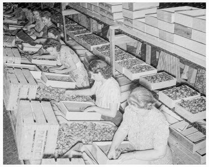 1939 Yakima Workers Packing Fresh Prunes at Night - Available at KNOWOL