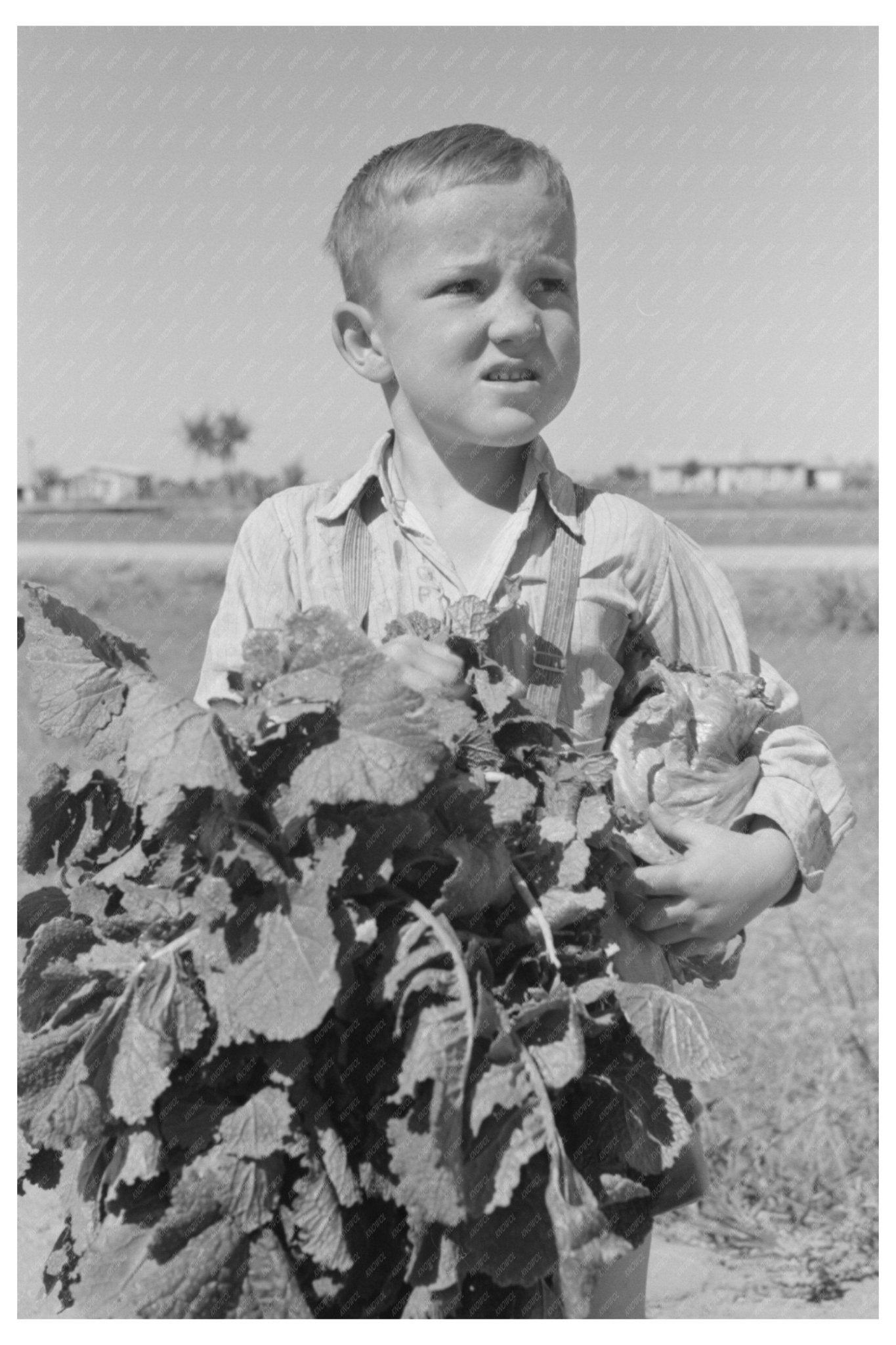 1940 Boy with Vegetables from Casa Grande Valley Farms - Available at KNOWOL