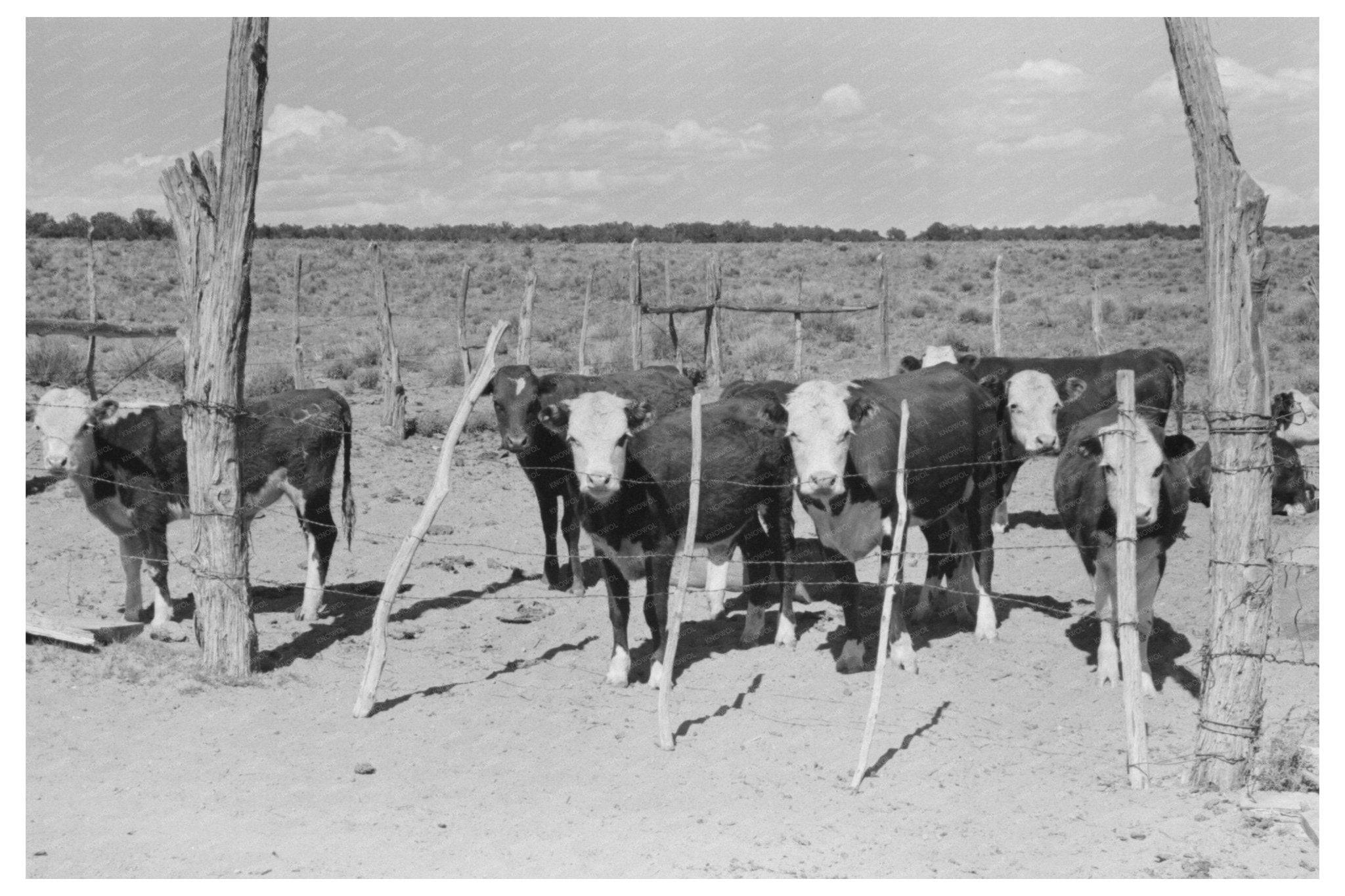 1940 Calves from George Huttons Beef Herd in Pie Town NM - Available at KNOWOL