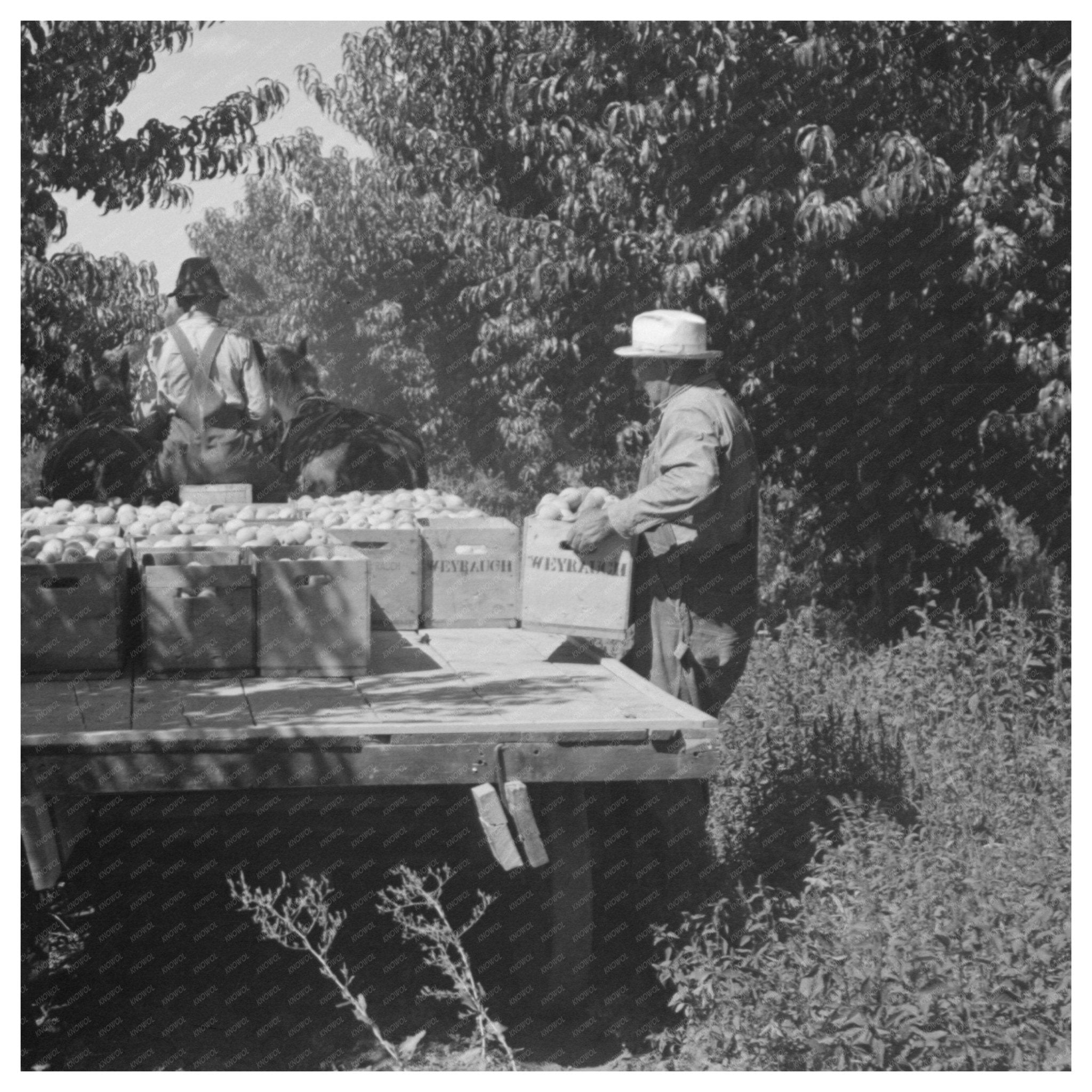 1940 Delta County Colorado Peach Harvesting Scene - Available at KNOWOL