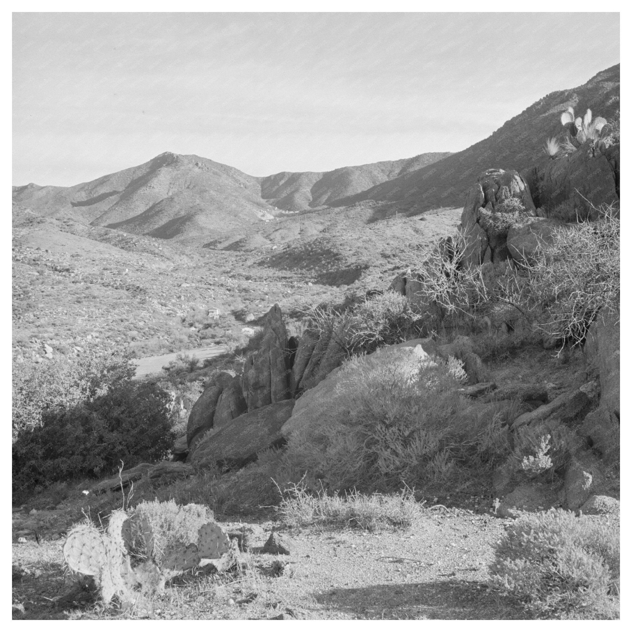 1940 Desert Landscape near Kingman Arizona with Cacti and Sagebrush - Available at KNOWOL