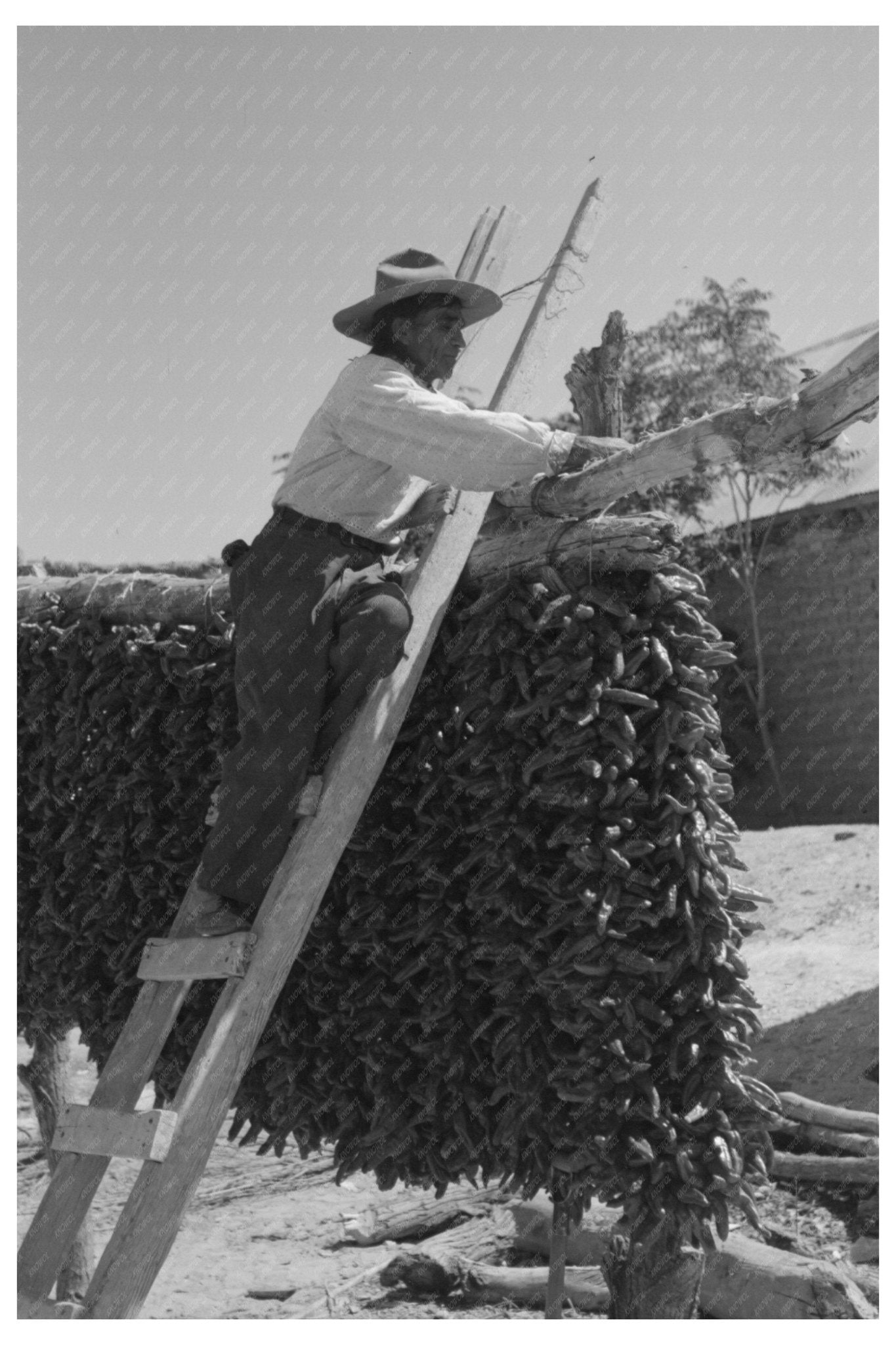 1940 Drying Chili Peppers in Isleta New Mexico - Available at KNOWOL