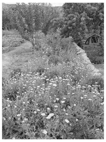 1940 Flower Garden in Dixon New Mexico Historical Photo - Available at KNOWOL