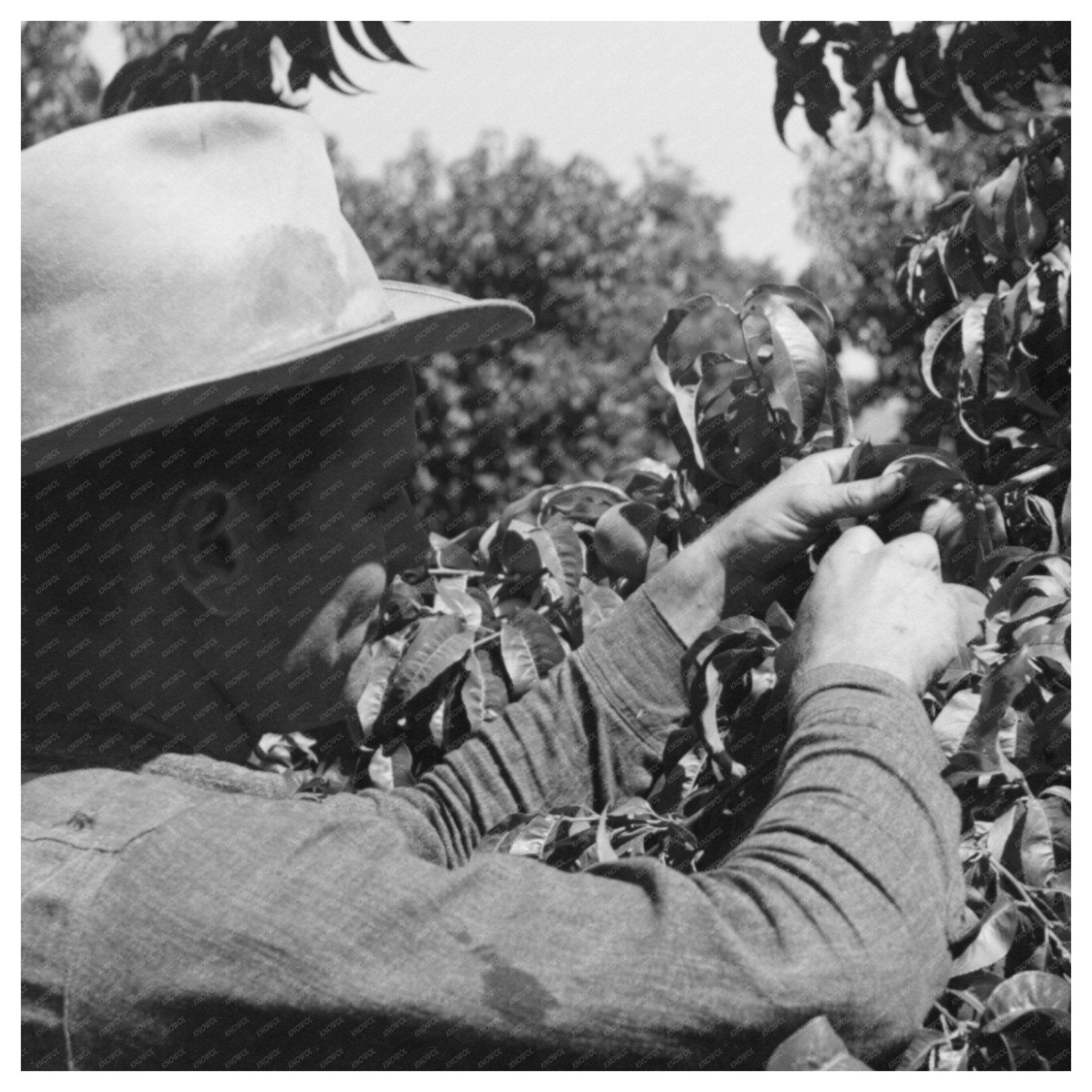 1940 Fruit Pickers in Delta County Colorado Harvesting Scene - Available at KNOWOL