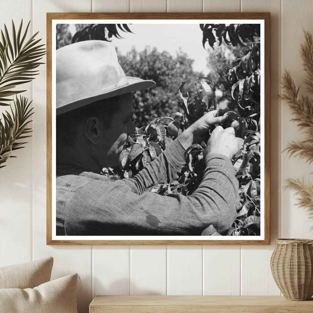 1940 Fruit Pickers in Delta County Colorado Harvesting Scene - Available at KNOWOL