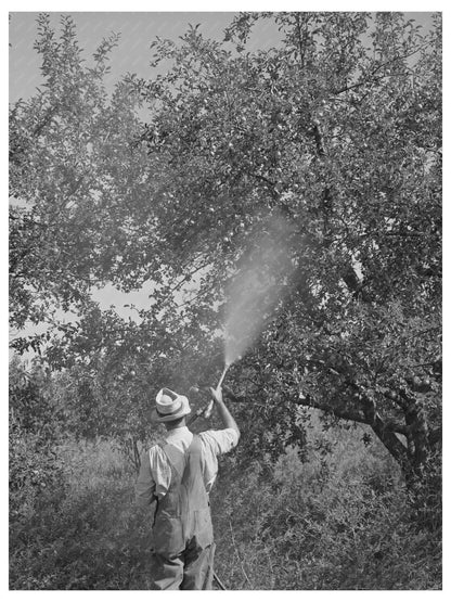 1940 Fruit Spraying in Cache County Utah Agricultural Practices - Available at KNOWOL