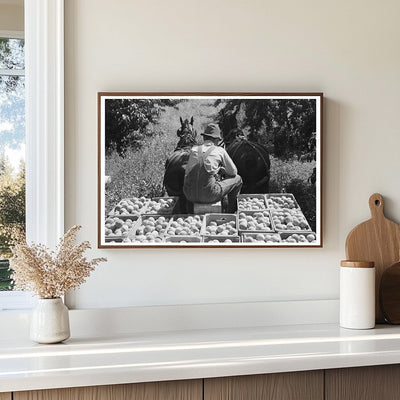 1940 Laborers Transporting Peaches in Delta County Colorado - Available at KNOWOL