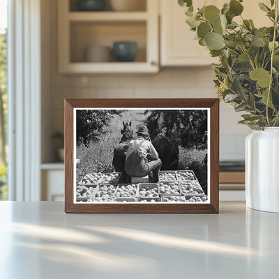 1940 Laborers Transporting Peaches in Delta County Colorado - Available at KNOWOL