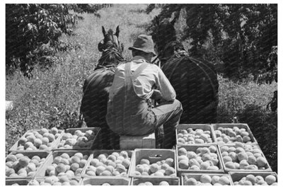 1940 Laborers Transporting Peaches in Delta County Colorado - Available at KNOWOL