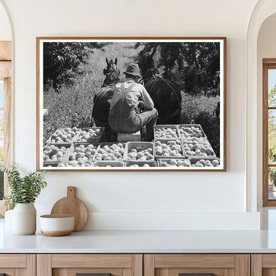 1940 Laborers Transporting Peaches in Delta County Colorado - Available at KNOWOL