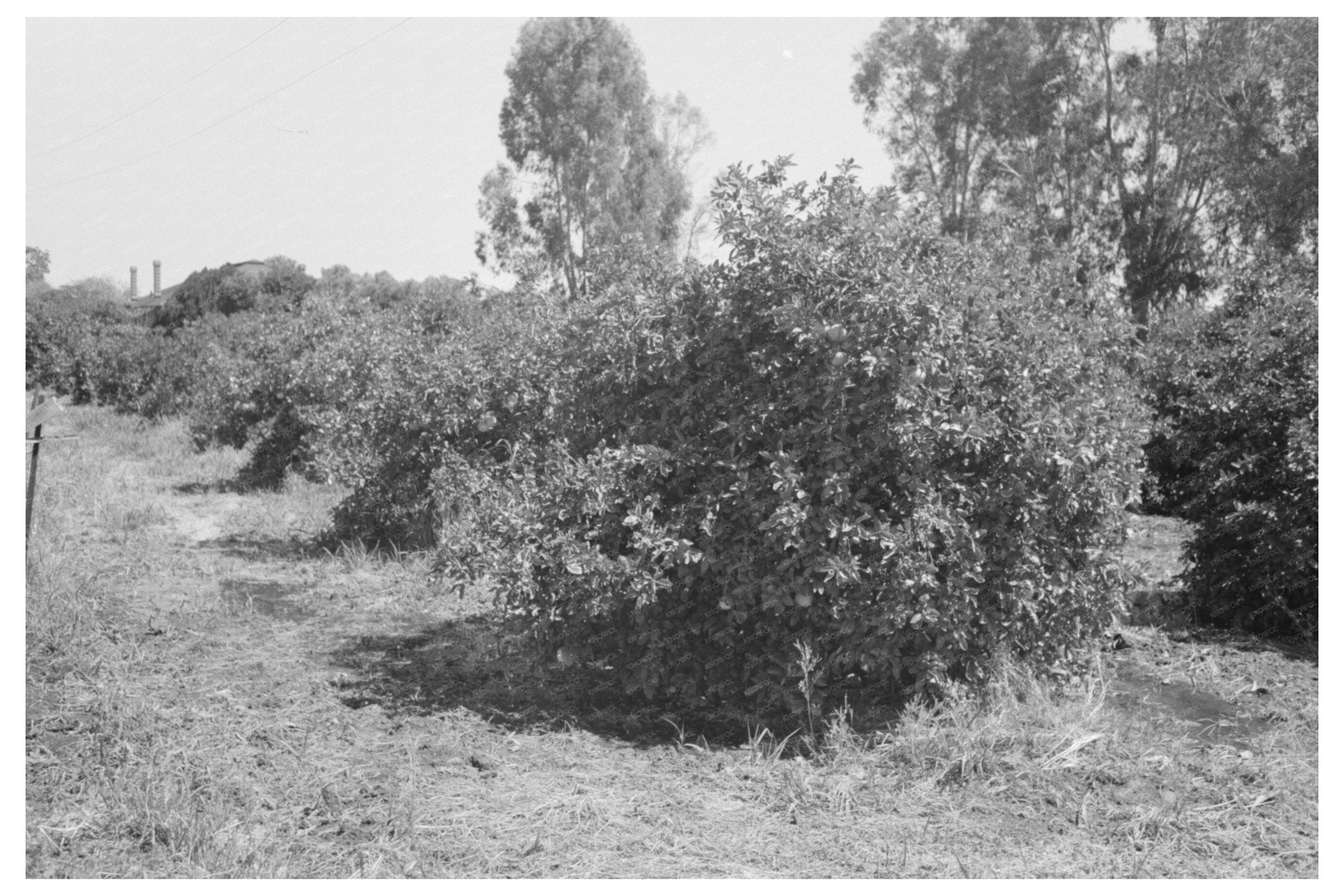 1940 Orange Trees Irrigated in Maricopa County Arizona - Available at KNOWOL