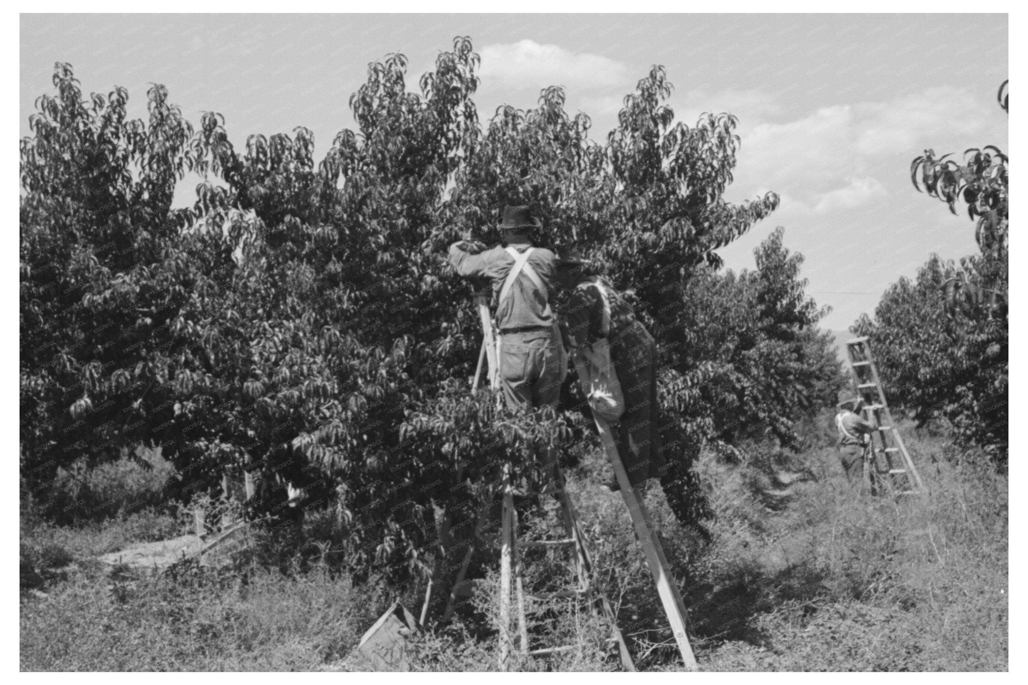 1940 Peach Harvesting in Delta County Colorado - Available at KNOWOL