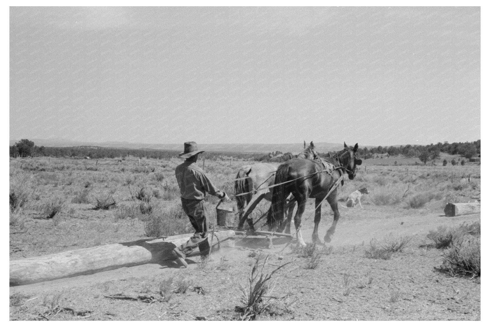 1940 Pie Town New Mexico Log Dragging for Dugout Construction - Available at KNOWOL