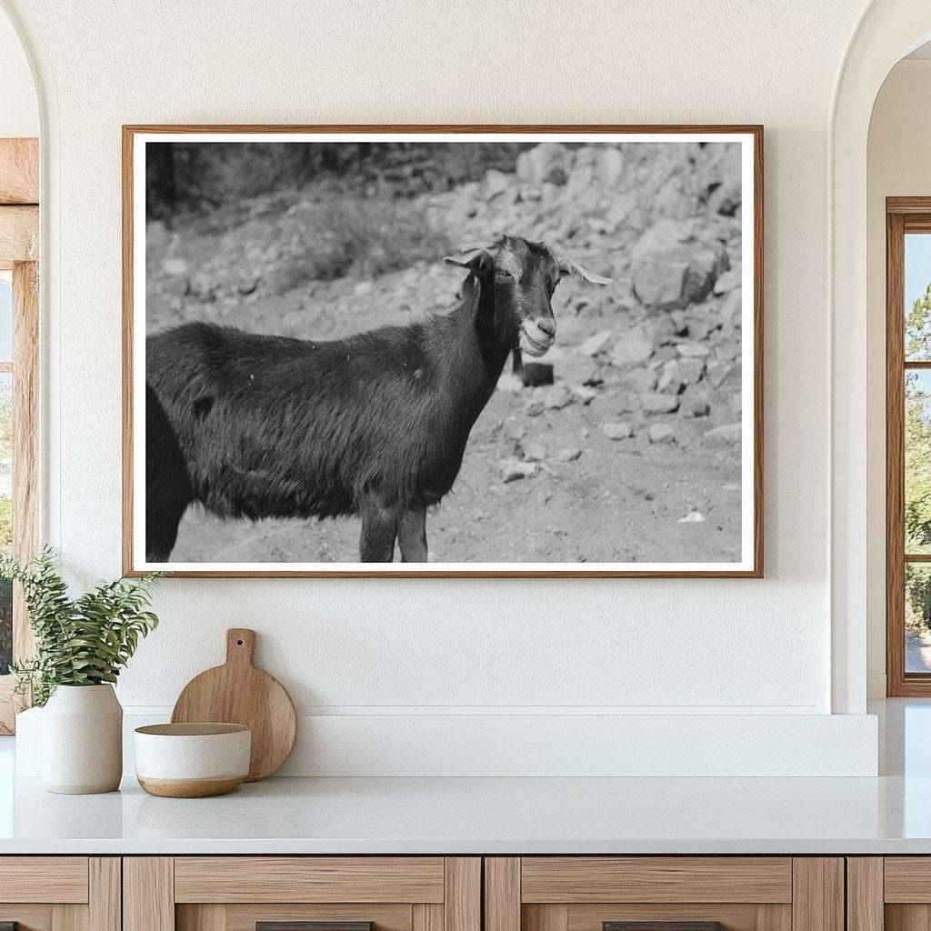 1940 Prospector with Milk Goat in Pinos Altos New Mexico - Available at KNOWOL