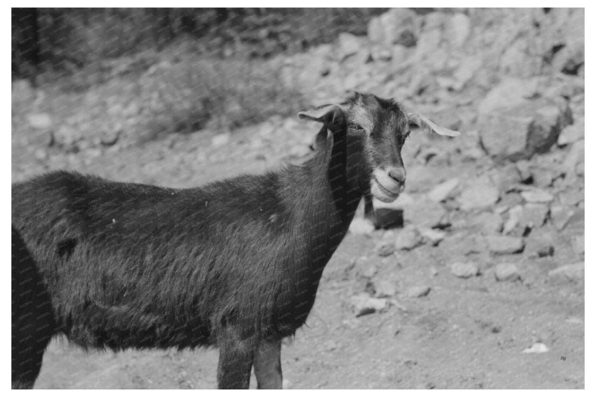 1940 Prospector with Milk Goat in Pinos Altos New Mexico - Available at KNOWOL