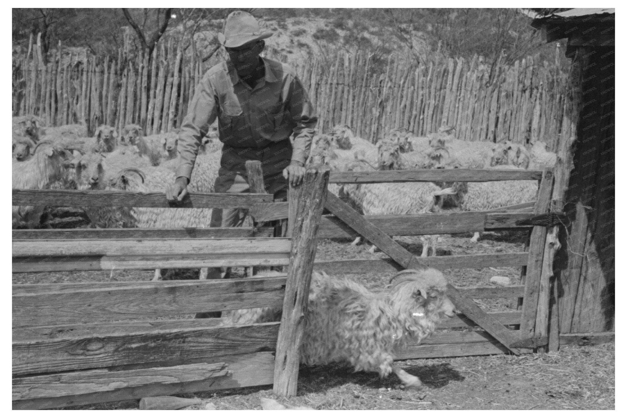 1940 Ranch in Kimble County Texas Goat Separation Photo - Available at KNOWOL