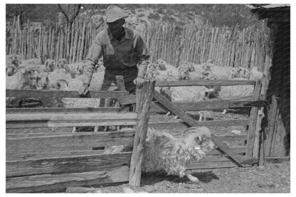 1940 Ranch in Kimble County Texas Goat Separation Photo - Available at KNOWOL