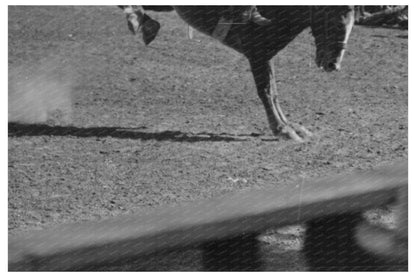 1940 San Angelo Fat Stock Show Riding Demonstration Photo - Available at KNOWOL