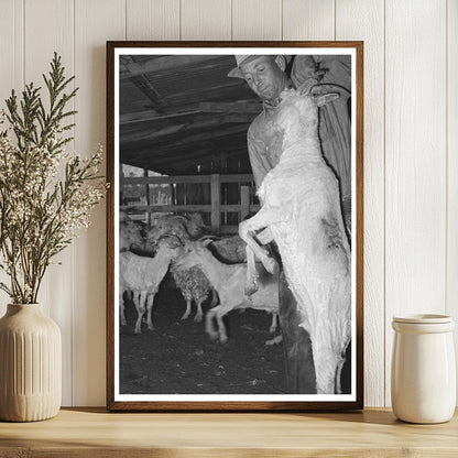 1940 Shearer Lifting Shorn Goat in Kimble County Texas - Available at KNOWOL