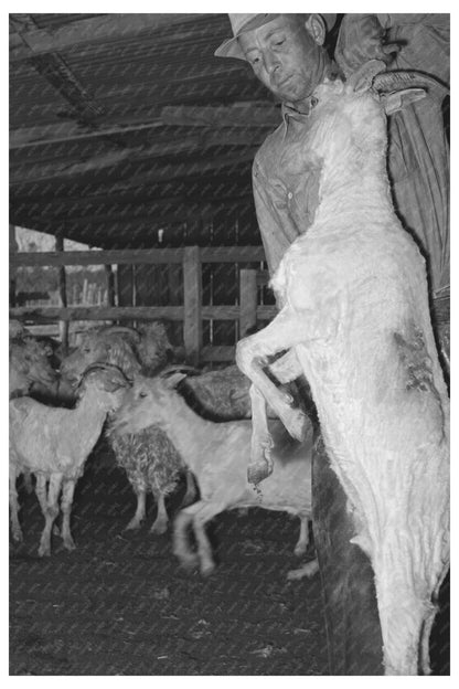 1940 Shearer Lifting Shorn Goat in Kimble County Texas - Available at KNOWOL