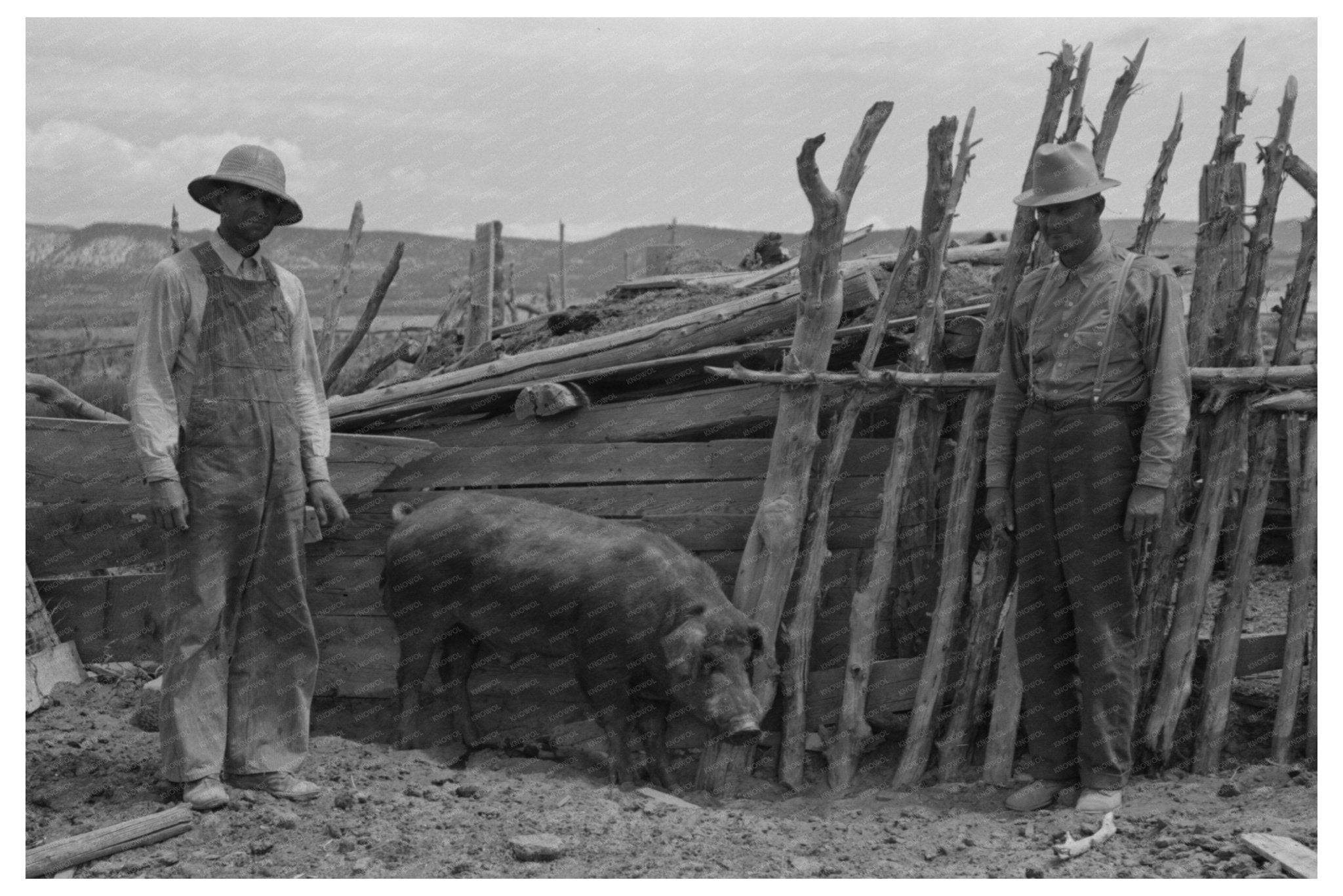 1940 Vintage Boar in Box Elder County Utah Agriculture - Available at KNOWOL