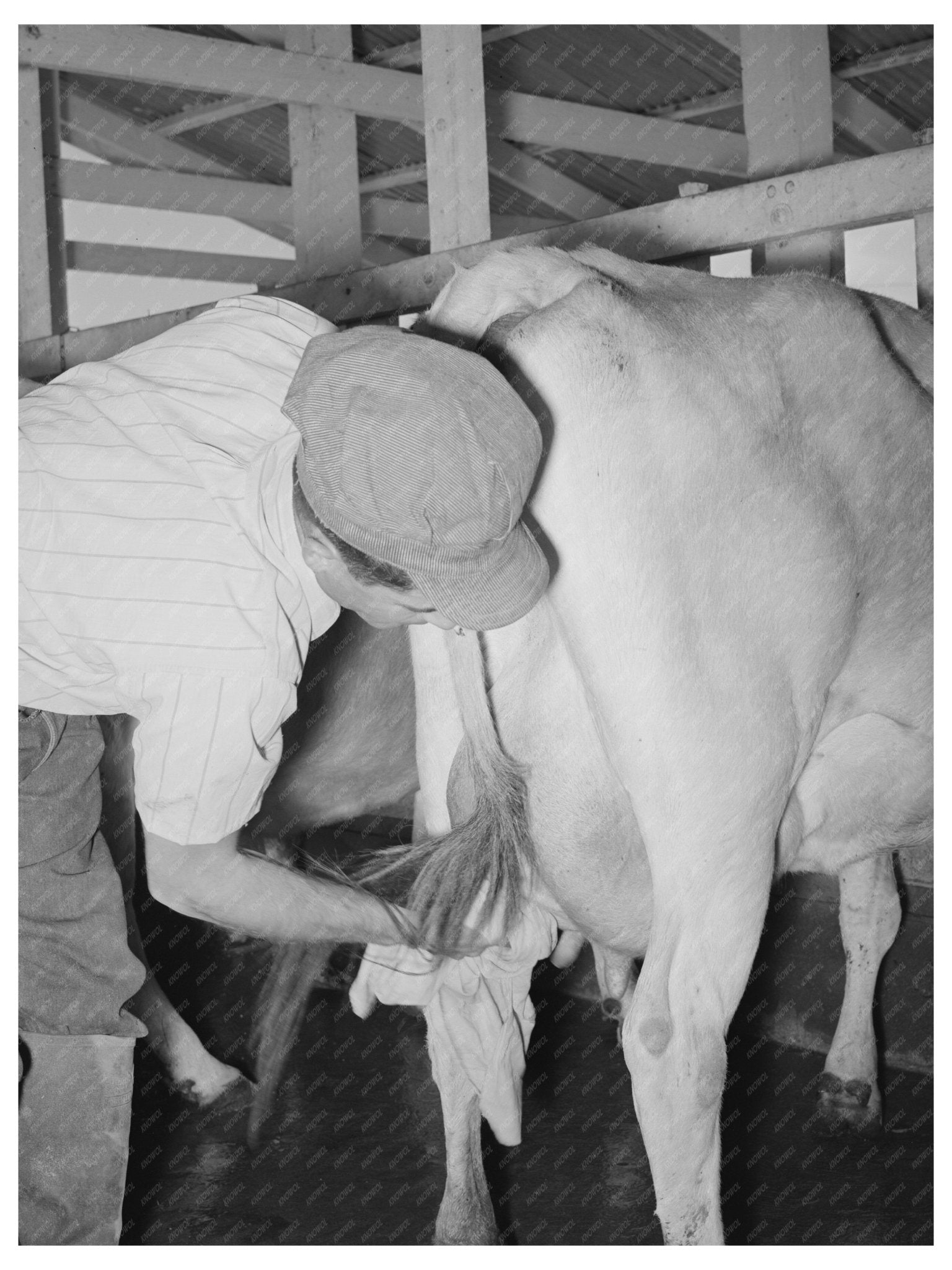 1940 Vintage Image of Farmer Preparing Cow for Milking - Available at KNOWOL