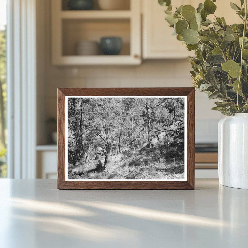 1940 Vintage Image of Sawing Logs in Pie Town New Mexico - Available at KNOWOL