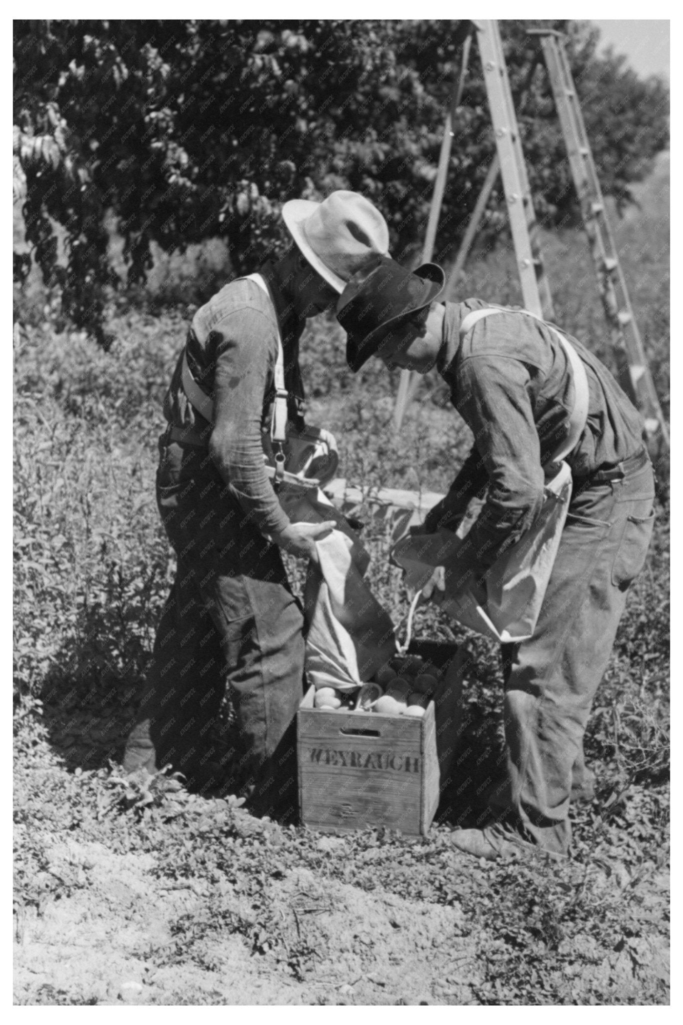 1940 Vintage Peach Harvest in Delta County Colorado - Available at KNOWOL