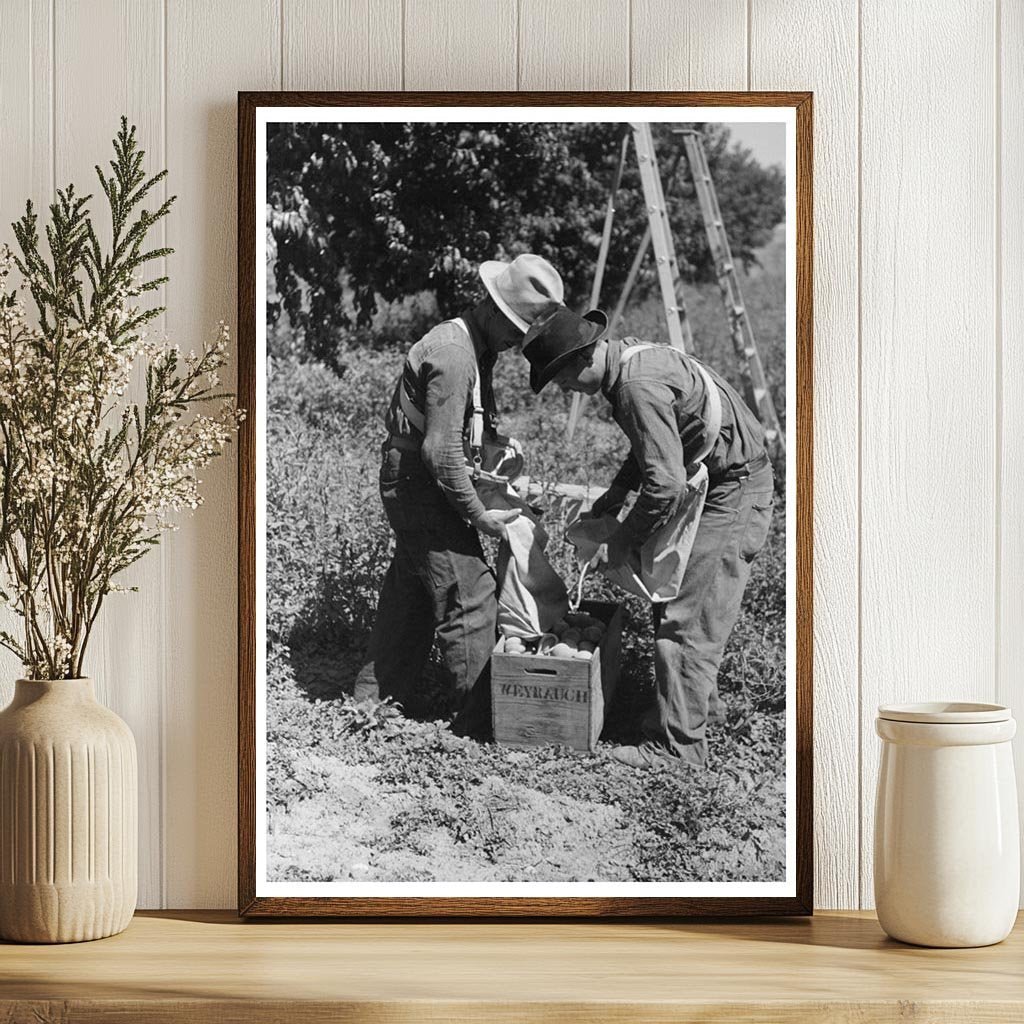 1940 Vintage Peach Harvest in Delta County Colorado - Available at KNOWOL