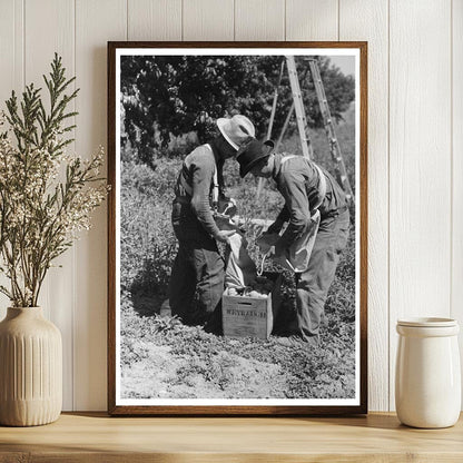 1940 Vintage Peach Harvest in Delta County Colorado - Available at KNOWOL