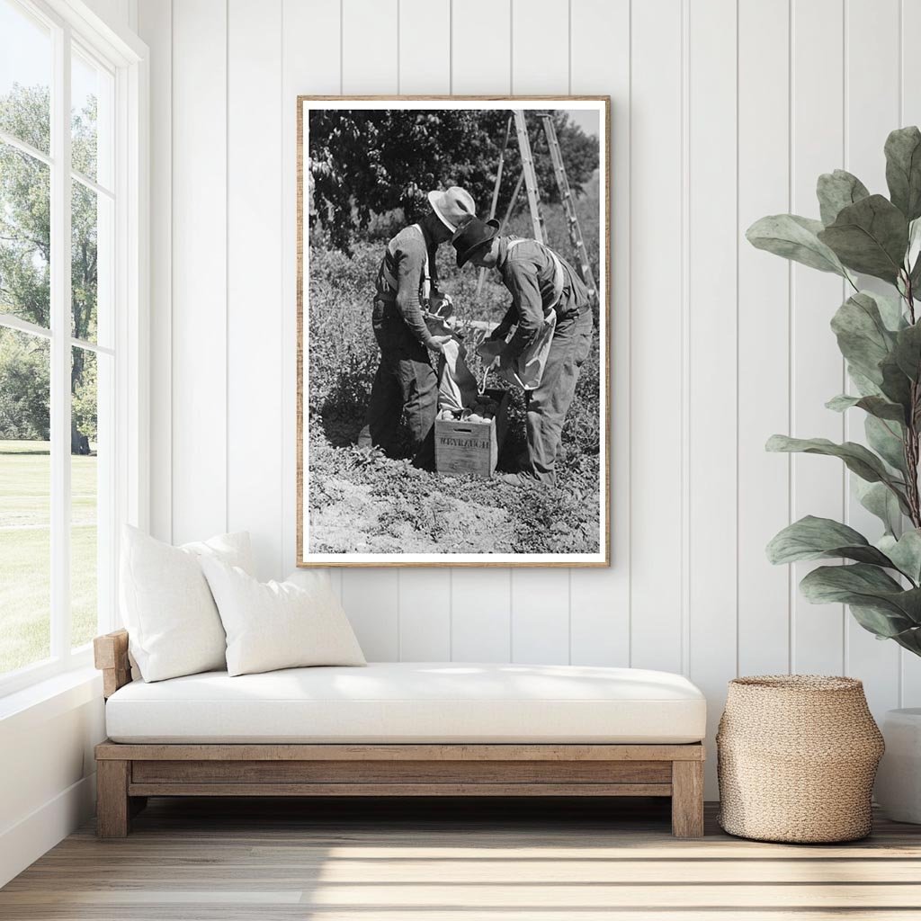 1940 Vintage Peach Harvest in Delta County Colorado - Available at KNOWOL