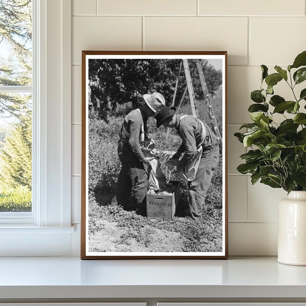 1940 Vintage Peach Harvest in Delta County Colorado - Available at KNOWOL