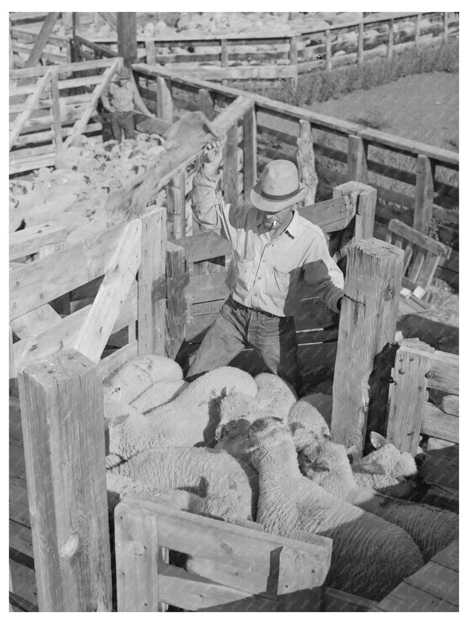 1940 Vintage Photo Loading Fat Lambs in Colorado - Available at KNOWOL