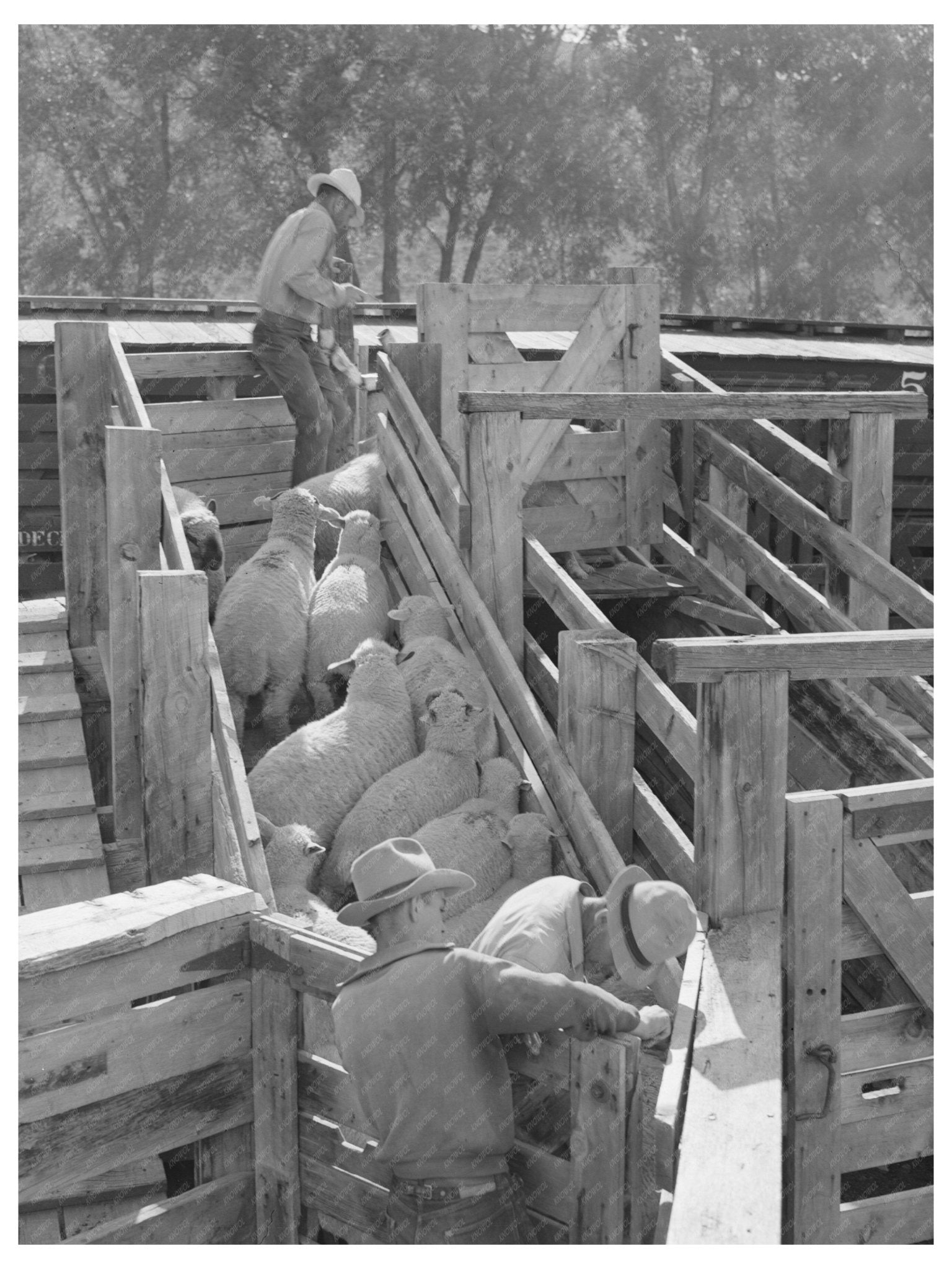1940 Vintage Photo of Loading Lambs in Colorado - Available at KNOWOL
