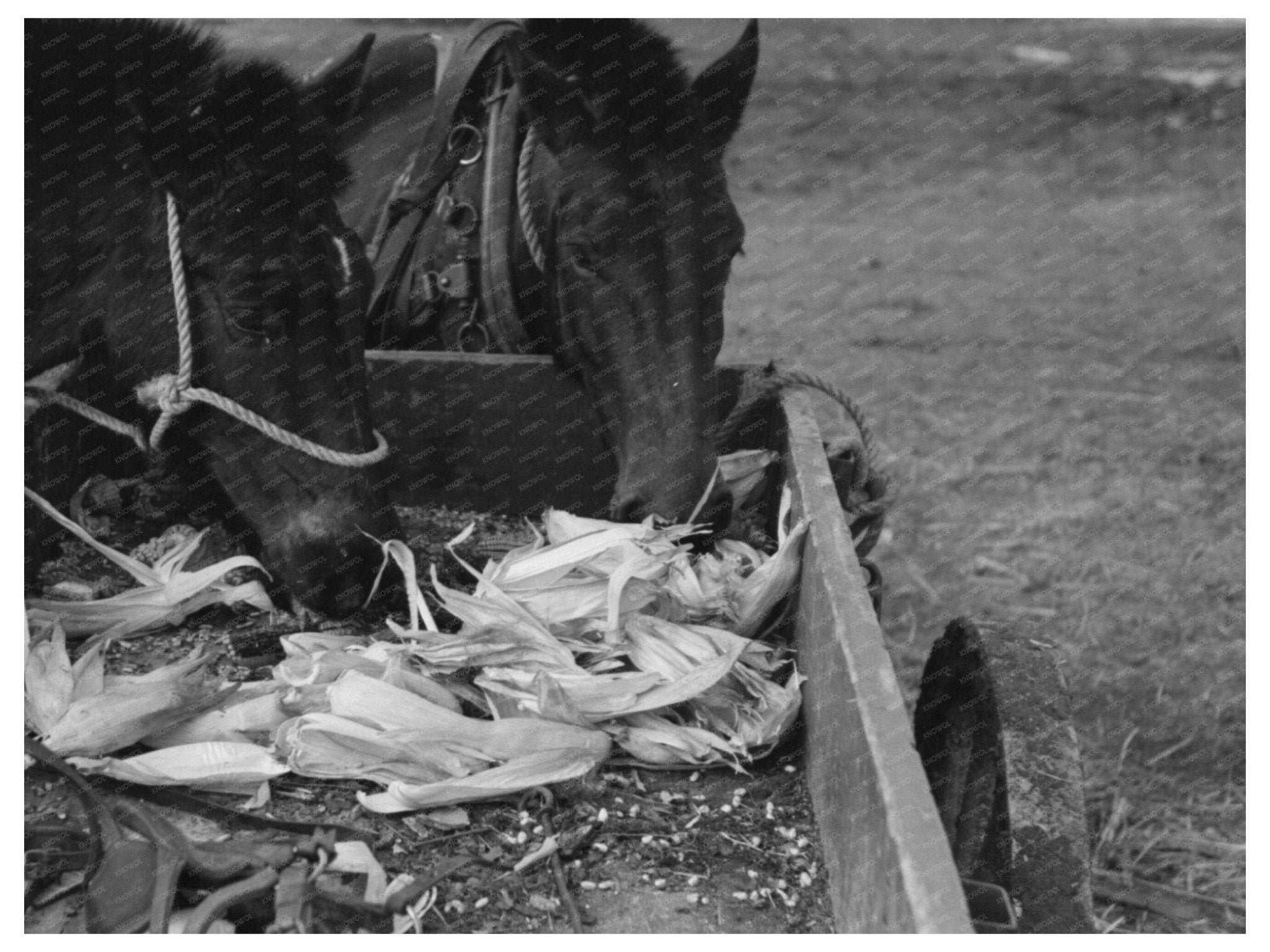 1940 Vintage Photo of Mules and Farmer in Eufaula Oklahoma - Available at KNOWOL